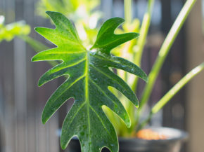 Philodendron xanadu croat
