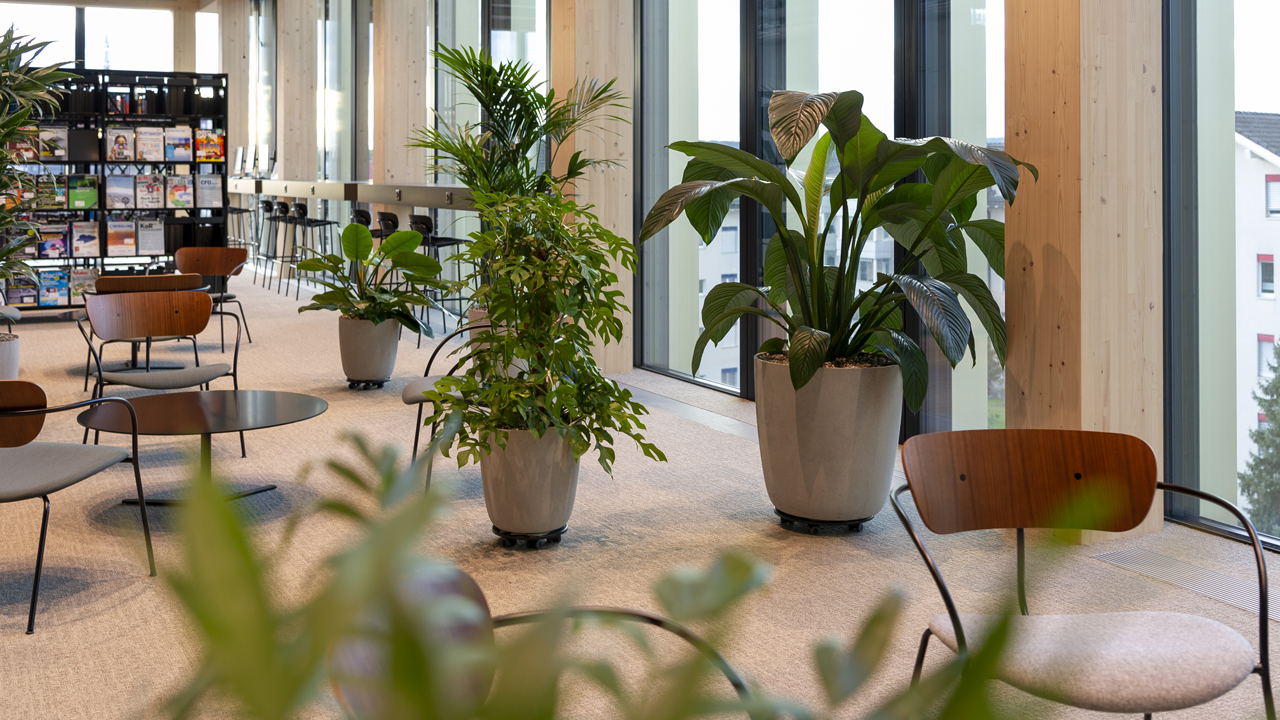 nl_beitrag_pflanzenmiete