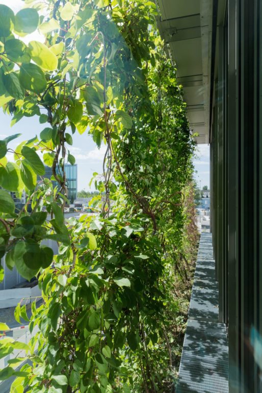 Fassadenbegrünung_Novartis_3